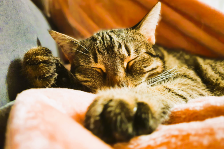 Schlafende Katze mit geschlossenen Augen, eingerollt auf einem weichen, rosa Tuch.