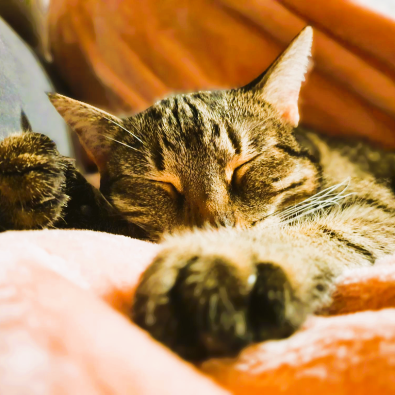 Schlafende Katze mit geschlossenen Augen, eingerollt auf einem weichen, rosa Tuch.