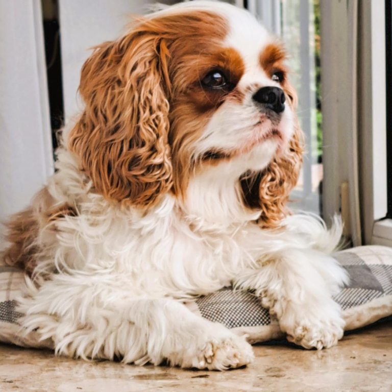 Ein King Charles Spaniel mit braunem und weißem Fell sitzt am Fenster.