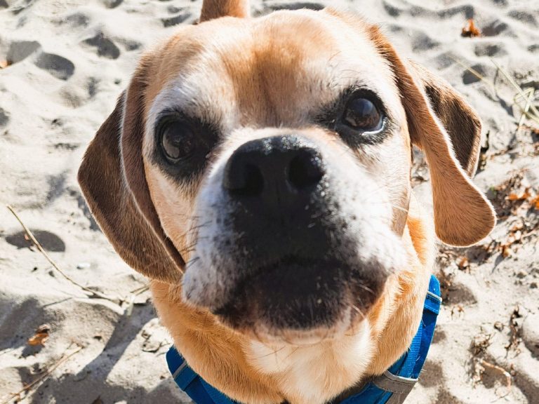 Nahaufnahme eines freundlichen Hundes mit braunem Fell, der auf sandigem Untergrund sitzt.