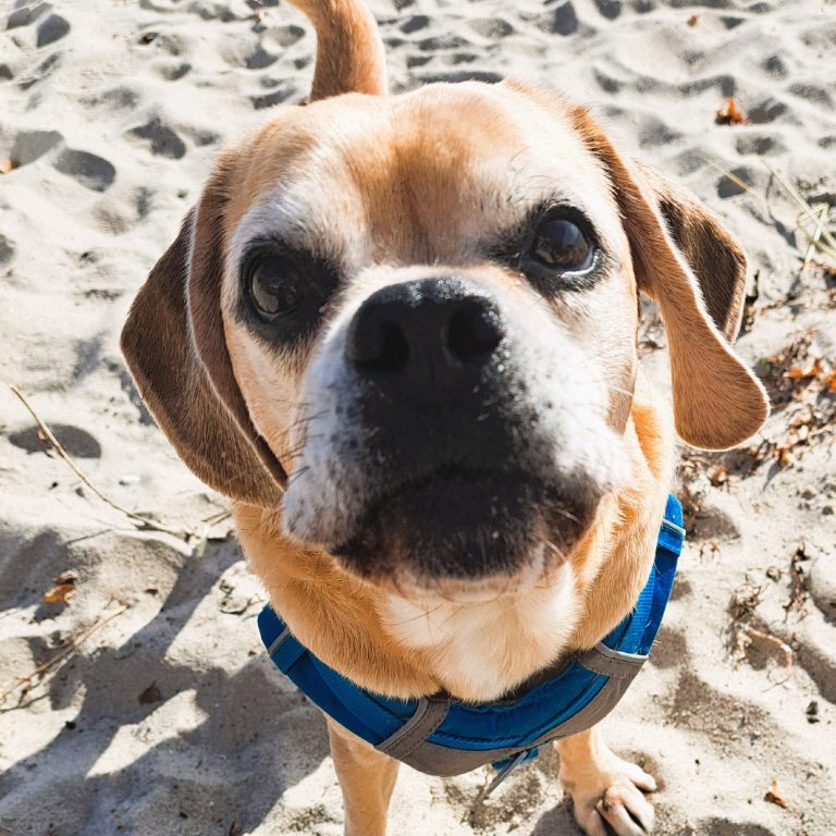 Nahaufnahme eines freundlichen Hundes mit braunem Fell, der auf sandigem Untergrund sitzt.