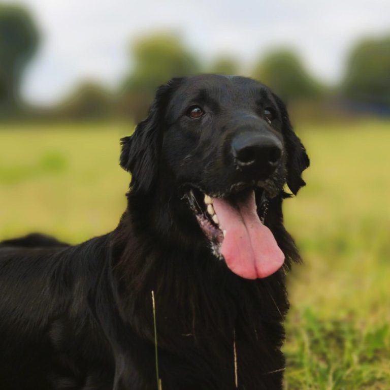 Schwarzer Retriever liegt im Gras und öffnet den Mund, als wäre er am Schnaufen.