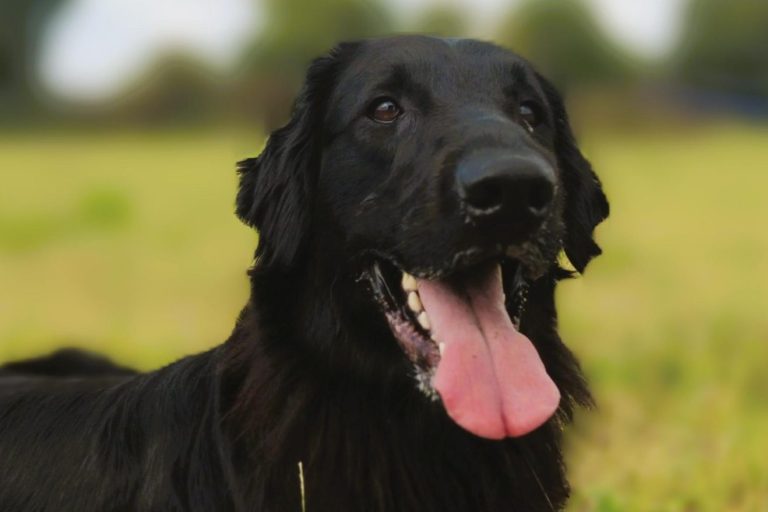 Schwarzer Retriever liegt im Gras und öffnet den Mund, als wäre er am Schnaufen.