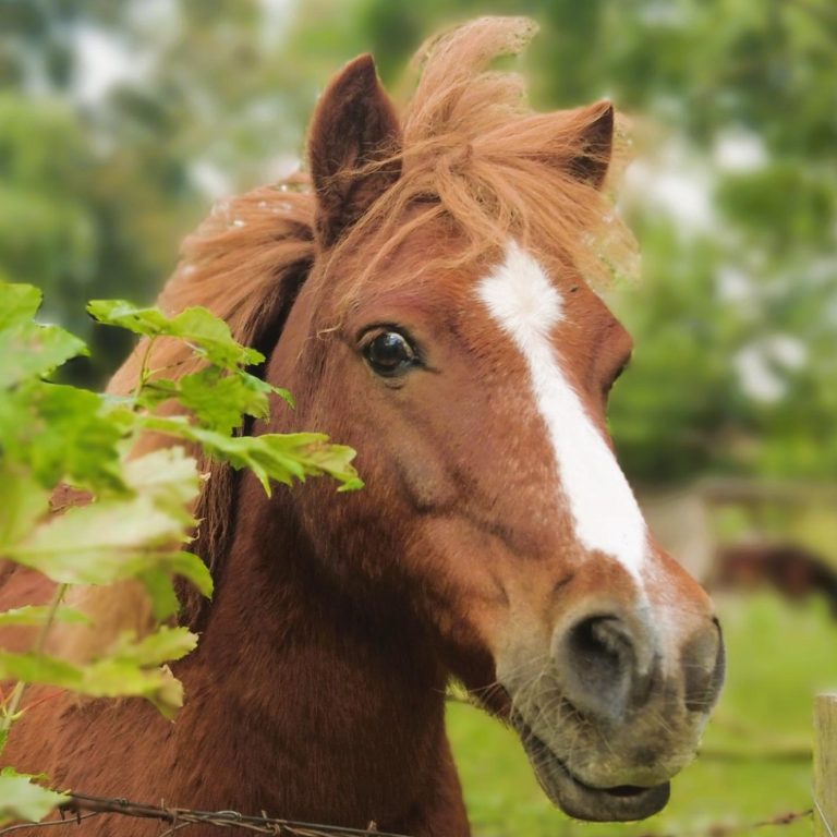 Braunes Pferd mit Mähne vor grünem Hintergrund und Pflanzen.