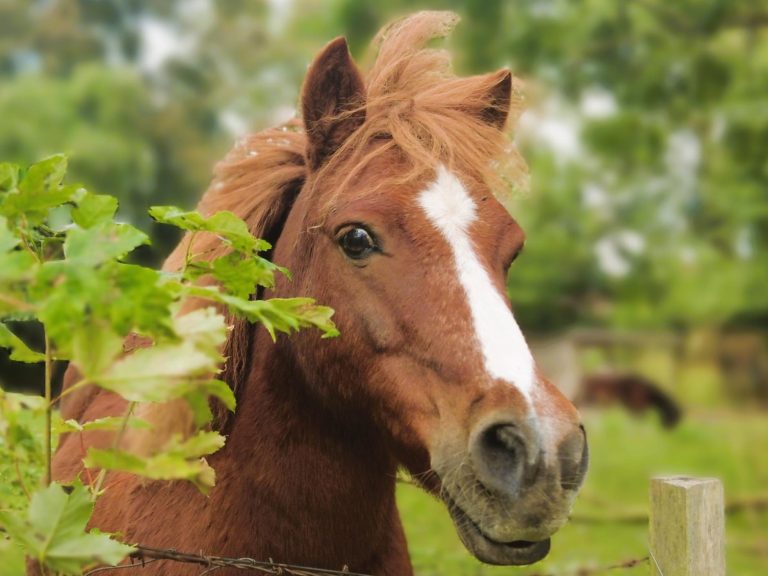 Braunes Pferd mit Mähne vor grünem Hintergrund und Pflanzen.