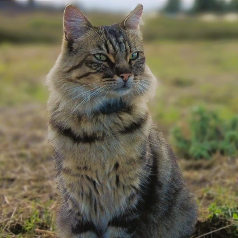 Katzenporträt mit gestreiftem Fell und grünen Augen in natürlicher Umgebung.