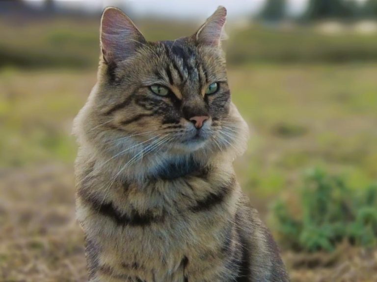 Katzenporträt mit gestreiftem Fell und grünen Augen in natürlicher Umgebung.